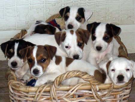 Pet photos gallery > puppies > jack russell terrier puppies indiana. Jack Russell Puppies for Sale | British Grit Jack Russell Terriers