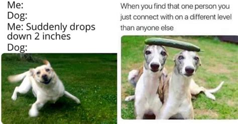 Hilariously Relatable Doggo Memes That Hits Too Close To Home