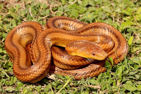 Yellow Spotted Snake