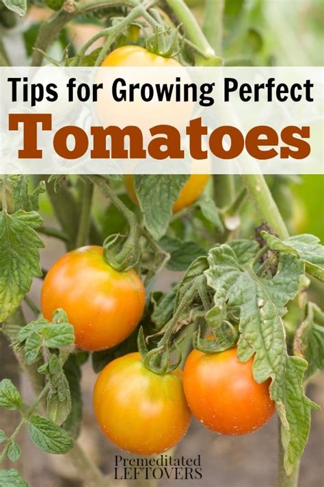 Transplanting tomatoes loosened rootball no matter if you transplant it into the garden bed or another container, the process. How to Grow Tomatoes in Your Garden - From Seed to Harvest