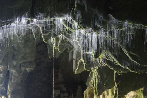 Auckland to Waitomo Caves Private Tour in Auckland | My Guide Auckland