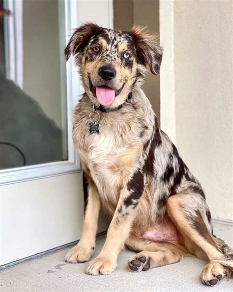 Catahoula Australian Shepherd Mix Info Pictures Facts Faqs And More 2022