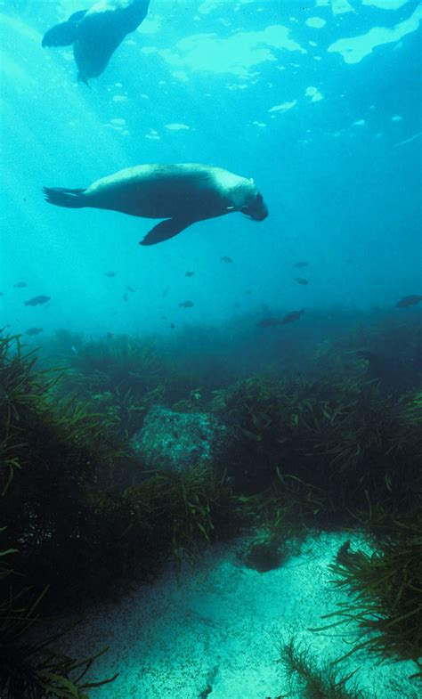 Australian Fur Seals Arctocephalus Pusillus Doriferus Over Subtidal