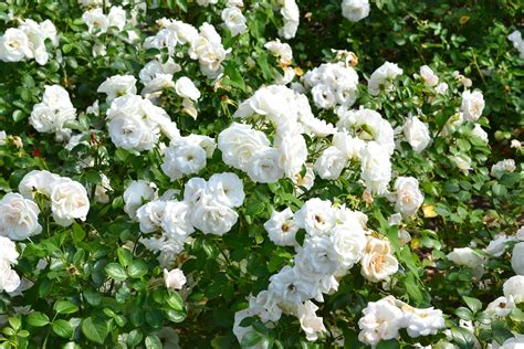 Fantastis 17 Foto Taman Bunga Mawar Putih Gambar Bunga Indah