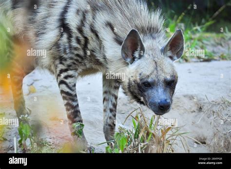 The Striped Hyena Is A Species Of True Hyena Native To North And East