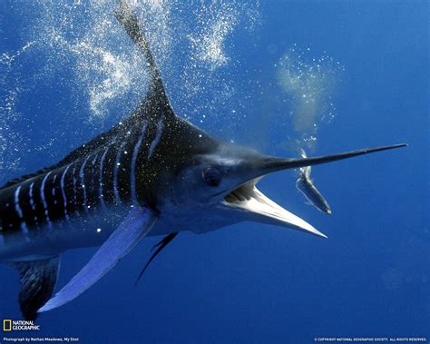 🔥 Download Striped Marlin By Michellemcdonald Swordfish Wallpaper