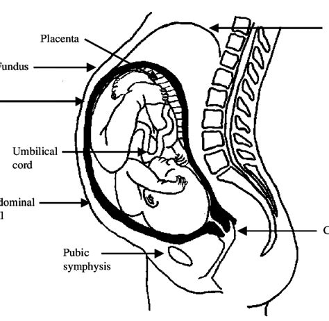 Pregnancy, process and series of changes that take place in a woman's organs and tissues as a result of a can morning sickness predict a baby's sex? Anatomy of a 40-week pregnant woman (ligaments not shown ...