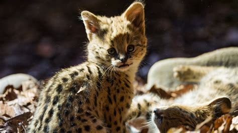 A Cute Baby Jaguar Wild Animal