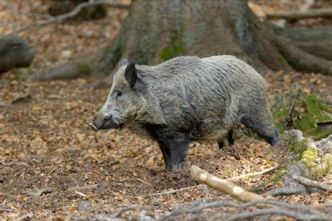 Asf Italy Infected Wild Boar Found In Outskirts Rome Pig Progress