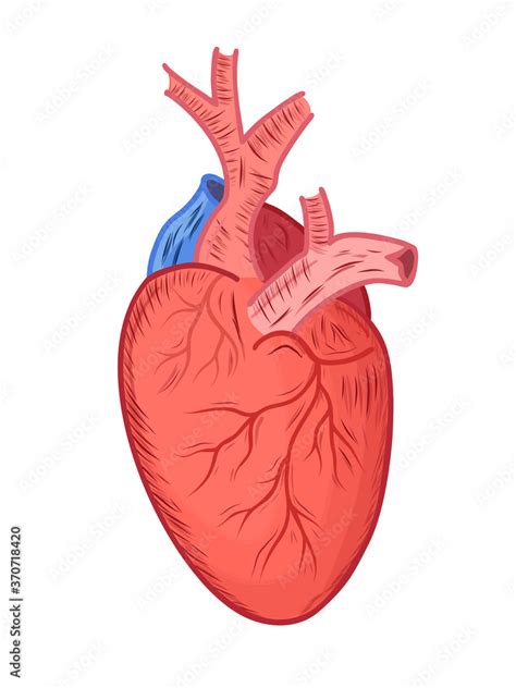Sticker Organ Medicine Anatomical Heart Isolated Vector Muscular