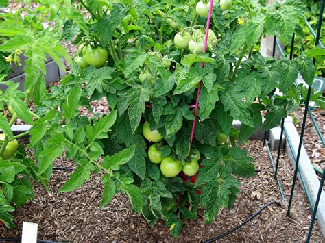 Tomatoes For Raised Beds And Containers The Radish Patch