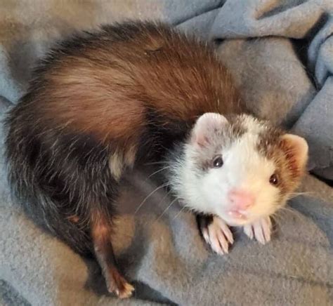 Top 500 Ferret Names Cute Funny And Cool Names In 2020