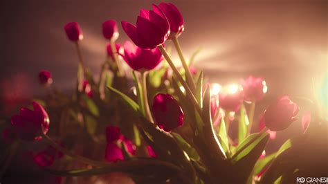 Tulips In The Sunlight 4k Ultra Hd Wallpaper Background Image