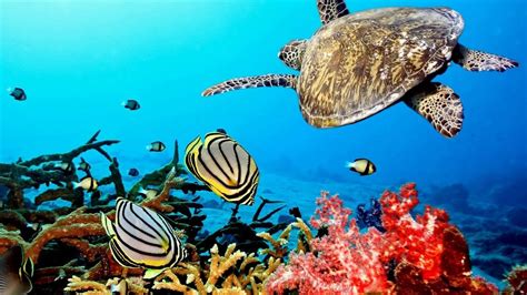 beautiful nature coral reef life sea turtle shark sleep and relax music screensaver youtube