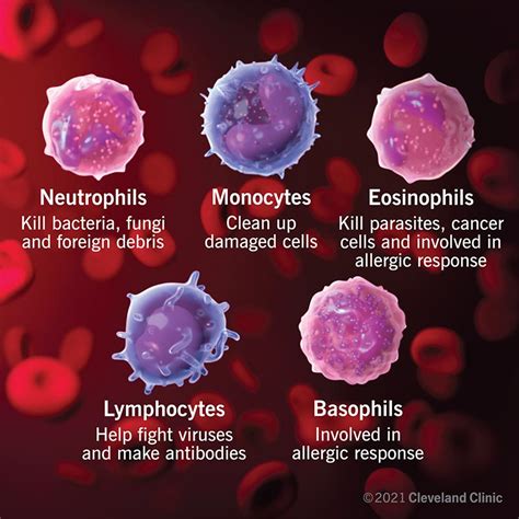 خلايا الدم البيضاء ما هي ، النطاقات الطبيعية ، الدور والوظيفة الدواء