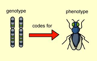 Phenotype= melanin production, mendels' peas. Genotypes vs. Phenotypes - Genetics