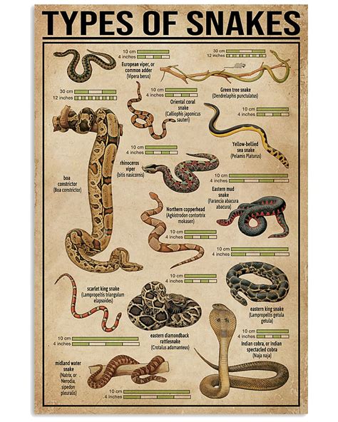 Types Of Snakes