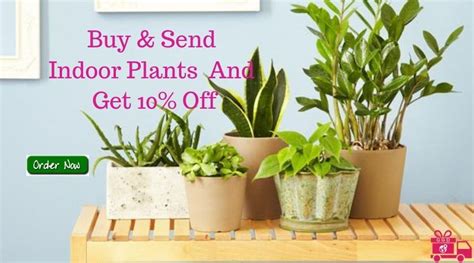 Birthday gifts delivery in usa. Send a plant and buy plant gifts delivery free in the USA ...