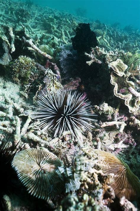 Banded Sea Urchin On A Reef Photograph By Georgette Douwma Fine Art