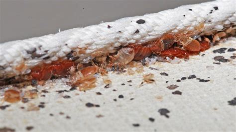 4 Best Bed Bug Bombs And Foggers In 2021 Detailed Reviews