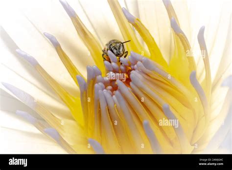 Honey Bee Pollinate On A Water Lily In Nature Composition Stock Photo