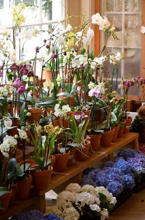 30 Orchid Display Ideas Orchids Plants Indoor Plants