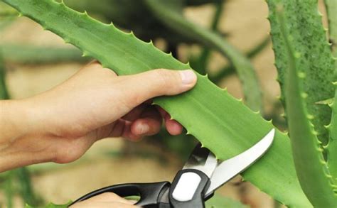 La Plante Aloe Vera Conseils Comment Entretenir Aloes Aloe Vera