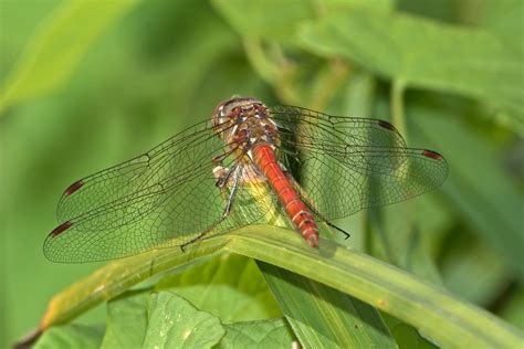 Common Darter By James Meikle Birdguides