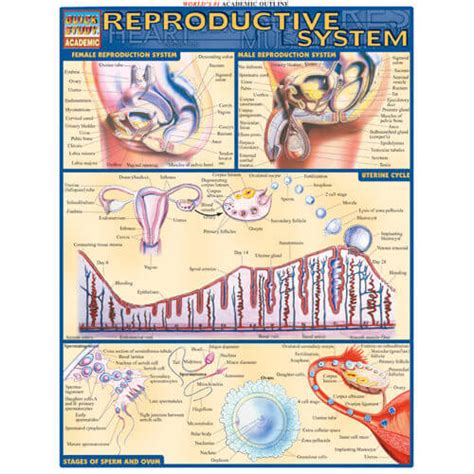 Reproductive System Poster Nimco Inc