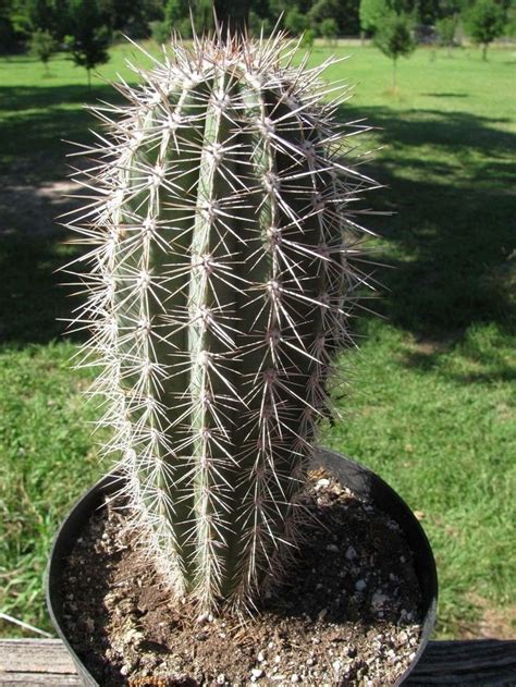 Pachycereus Pringlei False Saguaro Or Cardon Cactus Live Plant 11 Tall