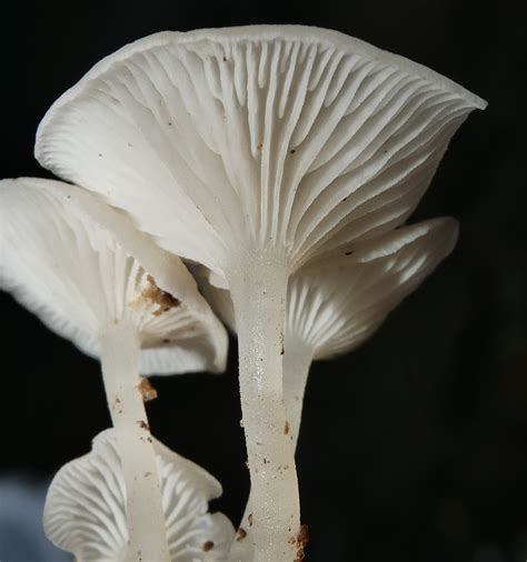Whitsunday Oysterling Mushroom Xeromphalina Sp Mycenaceae Flickr