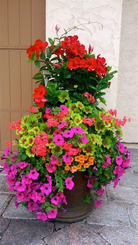 These sturdy bloomers unfurl flowers that change color as they age. Full Sun Container Plants Ideas 26 | Container flowers ...