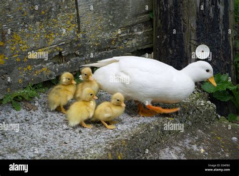 White Call Duck And Her Ducklings Swimming In Pond Stock Photo Alamy