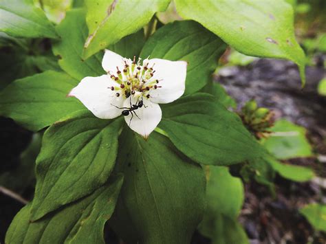 Canada 150: Bunchberry and warblers - Northern Wilds Magazine