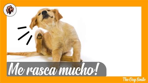 ¿por Qué Mi Perro Se Rasca Mucho 🐶 Salud Canina 🐶 Youtube