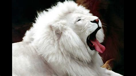 Black Lion Vs White Lion Youtube