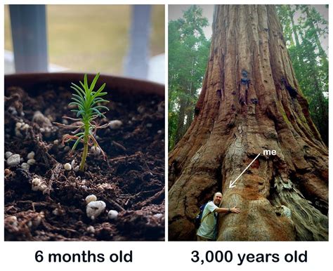 Growing A Giant Sequoia From A Seed — Poesoul Studio