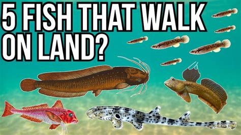 4 Fish That Walk On Land And 1 Fish That Just Walks Youtube