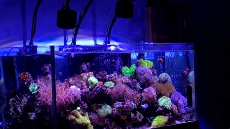 75 Gallon Reef Tank Update Youtube