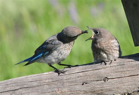 Mountain Bluebird Gathering In Full Swing - East Idaho News