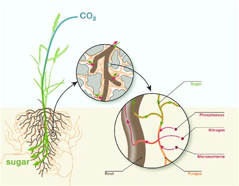 Role Of Arbuscular Mycorrhizal Fungi In Plant G