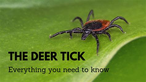 An Overview Of The Deer Tick And Its Tickborne Diseases
