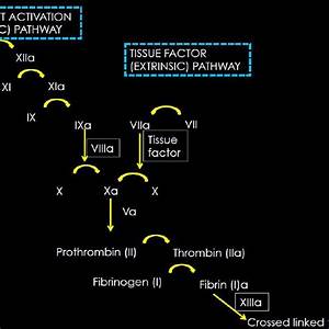 Comparison Table For Anticoagulants 9 19 25 38 Pt Pro Thrombin Time