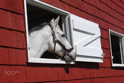 Beautiful Horse Looks Out Window From Bright Red Barn Horses Red
