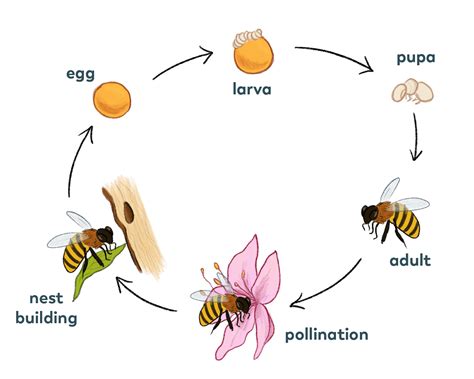 Stages Of Bee Development