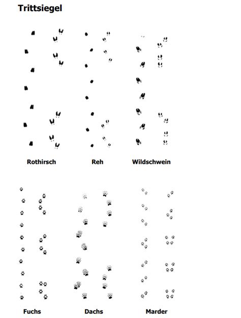 Weitere ideen zu tierspuren, tierspuren im schnee, tiere. Wildtier Spuren - Wild beim Wild