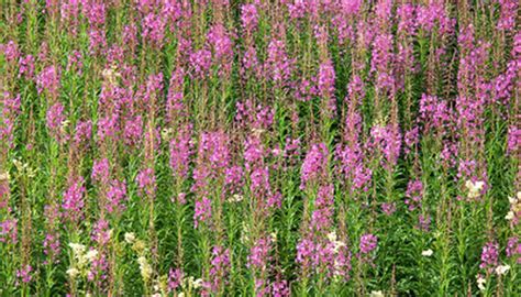 You can see how to get to muffy's flowers and gifts on our website. Native Plants of Alaska | Garden Guides
