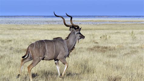 Greater Kudu Info On Hunting This Impressive Animal
