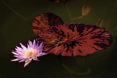 Water Lily 1 Photograph By Rich Nicoloff Pixels