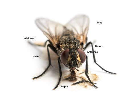 Musca Domestica Housefly Amusca